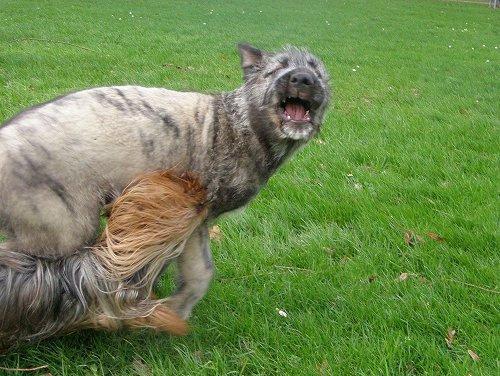 https://images.dog.ceo/breeds/wolfhound-irish/n02090721_1041.jpg