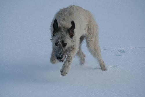 https://images.dog.ceo/breeds/wolfhound-irish/n02090721_1085.jpg