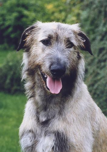 https://images.dog.ceo/breeds/wolfhound-irish/n02090721_1105.jpg