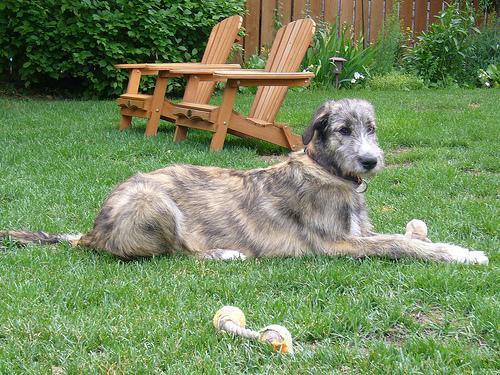 https://images.dog.ceo/breeds/wolfhound-irish/n02090721_1131.jpg