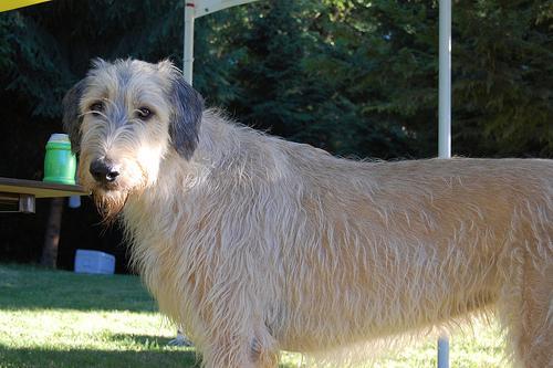 https://images.dog.ceo/breeds/wolfhound-irish/n02090721_1268.jpg