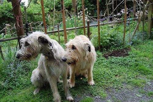 https://images.dog.ceo/breeds/wolfhound-irish/n02090721_1292.jpg