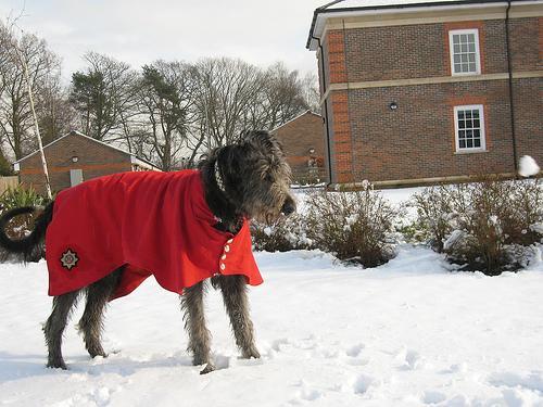 https://images.dog.ceo/breeds/wolfhound-irish/n02090721_1303.jpg