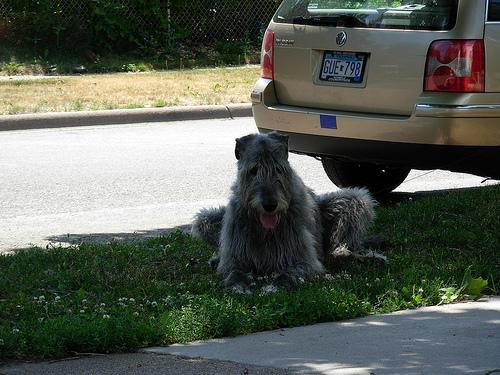 https://images.dog.ceo/breeds/wolfhound-irish/n02090721_1417.jpg