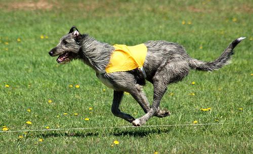 https://images.dog.ceo/breeds/wolfhound-irish/n02090721_1452.jpg