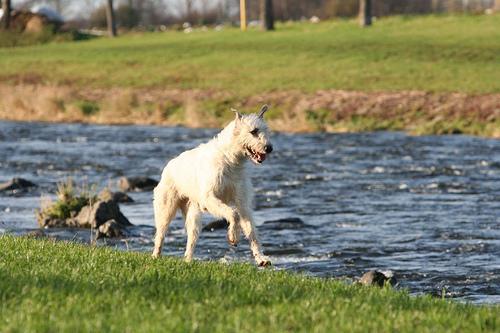 https://images.dog.ceo/breeds/wolfhound-irish/n02090721_1527.jpg