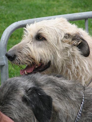 https://images.dog.ceo/breeds/wolfhound-irish/n02090721_1534.jpg