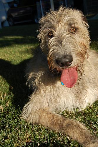 https://images.dog.ceo/breeds/wolfhound-irish/n02090721_1540.jpg