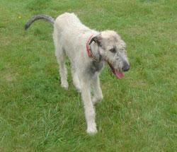 https://images.dog.ceo/breeds/wolfhound-irish/n02090721_1653.jpg