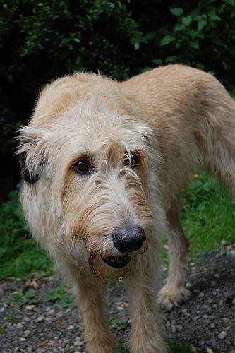 https://images.dog.ceo/breeds/wolfhound-irish/n02090721_1688.jpg