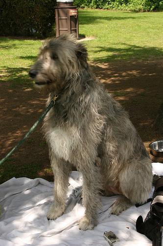 https://images.dog.ceo/breeds/wolfhound-irish/n02090721_1690.jpg