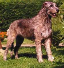 https://images.dog.ceo/breeds/wolfhound-irish/n02090721_1696.jpg