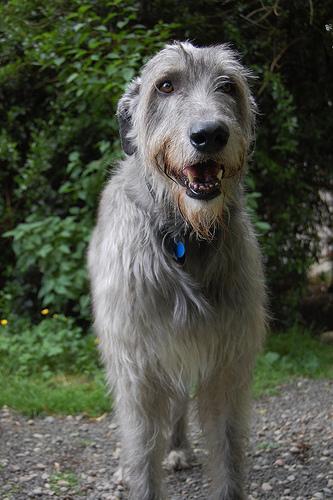 https://images.dog.ceo/breeds/wolfhound-irish/n02090721_1728.jpg