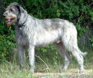 https://images.dog.ceo/breeds/wolfhound-irish/n02090721_1742.jpg