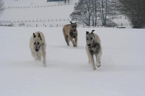 https://images.dog.ceo/breeds/wolfhound-irish/n02090721_1761.jpg