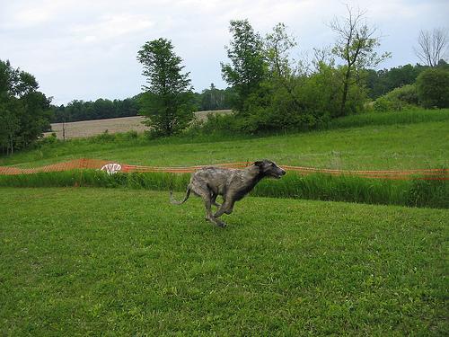 https://images.dog.ceo/breeds/wolfhound-irish/n02090721_1819.jpg