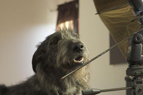 https://images.dog.ceo/breeds/wolfhound-irish/n02090721_1845.jpg