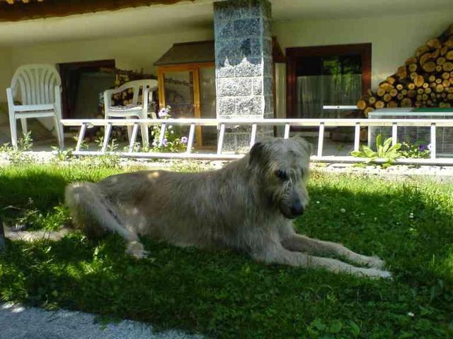 https://images.dog.ceo/breeds/wolfhound-irish/n02090721_1861.jpg