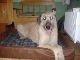 https://images.dog.ceo/breeds/wolfhound-irish/n02090721_1862.jpg