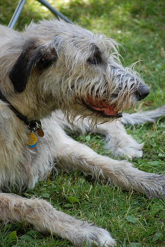 https://images.dog.ceo/breeds/wolfhound-irish/n02090721_1918.jpg