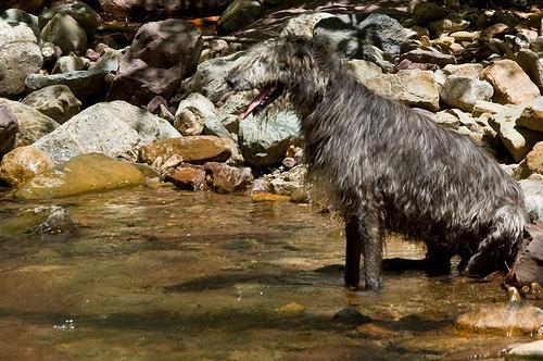 https://images.dog.ceo/breeds/wolfhound-irish/n02090721_195.jpg