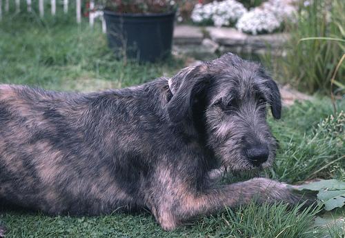 https://images.dog.ceo/breeds/wolfhound-irish/n02090721_1981.jpg