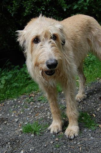 https://images.dog.ceo/breeds/wolfhound-irish/n02090721_2068.jpg