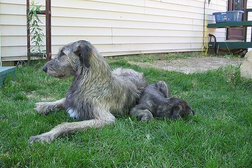 https://images.dog.ceo/breeds/wolfhound-irish/n02090721_209.jpg