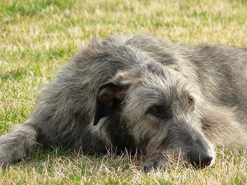 https://images.dog.ceo/breeds/wolfhound-irish/n02090721_2116.jpg