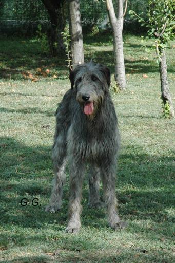 https://images.dog.ceo/breeds/wolfhound-irish/n02090721_2131.jpg