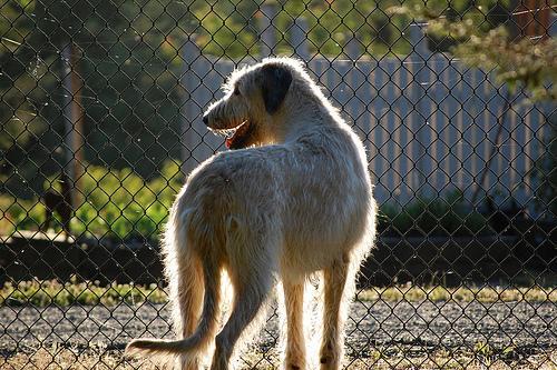 https://images.dog.ceo/breeds/wolfhound-irish/n02090721_2170.jpg