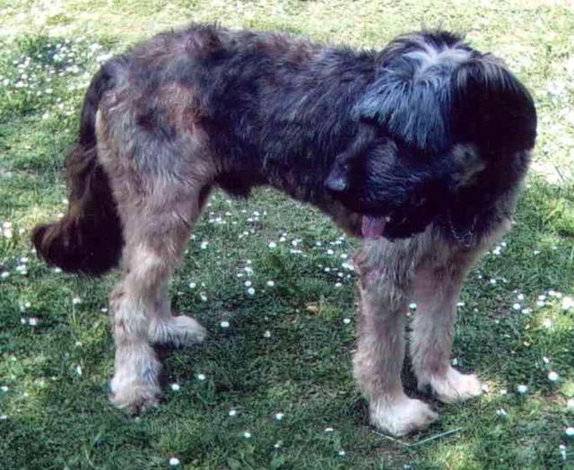 https://images.dog.ceo/breeds/wolfhound-irish/n02090721_2235.jpg