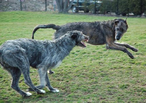 https://images.dog.ceo/breeds/wolfhound-irish/n02090721_2254.jpg