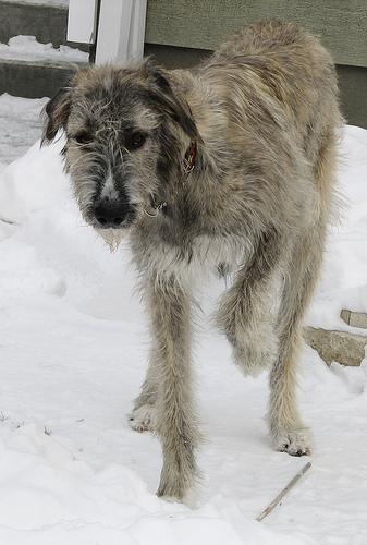 https://images.dog.ceo/breeds/wolfhound-irish/n02090721_2267.jpg