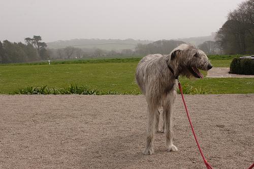 https://images.dog.ceo/breeds/wolfhound-irish/n02090721_2270.jpg