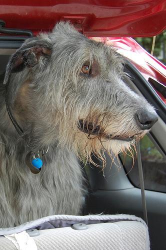 https://images.dog.ceo/breeds/wolfhound-irish/n02090721_2299.jpg