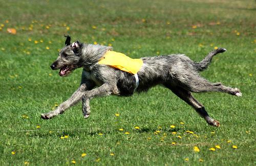 https://images.dog.ceo/breeds/wolfhound-irish/n02090721_2319.jpg