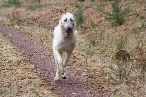 wolfhound