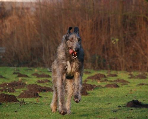 https://images.dog.ceo/breeds/wolfhound-irish/n02090721_2366.jpg