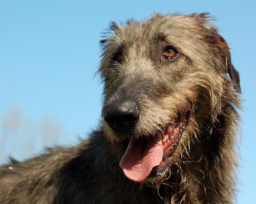 https://images.dog.ceo/breeds/wolfhound-irish/n02090721_2461.jpg