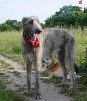 https://images.dog.ceo/breeds/wolfhound-irish/n02090721_2474.jpg