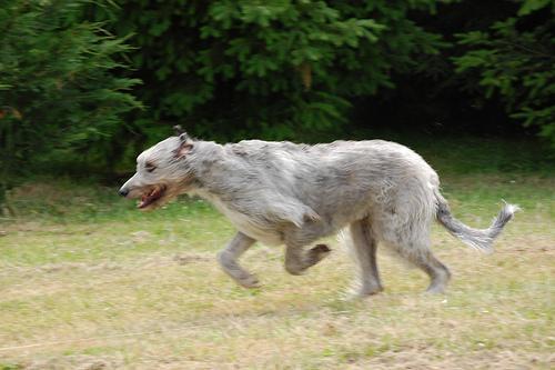 https://images.dog.ceo/breeds/wolfhound-irish/n02090721_2536.jpg