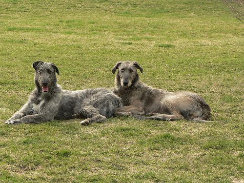 https://images.dog.ceo/breeds/wolfhound-irish/n02090721_2550.jpg