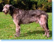 https://images.dog.ceo/breeds/wolfhound-irish/n02090721_2552.jpg