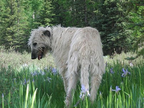 https://images.dog.ceo/breeds/wolfhound-irish/n02090721_272.jpg