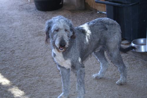 https://images.dog.ceo/breeds/wolfhound-irish/n02090721_2836.jpg