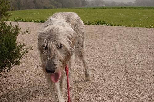 https://images.dog.ceo/breeds/wolfhound-irish/n02090721_2860.jpg