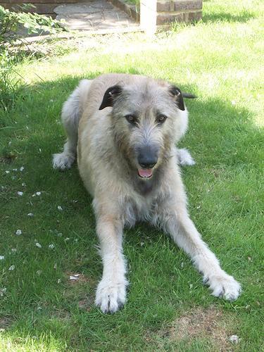 https://images.dog.ceo/breeds/wolfhound-irish/n02090721_296.jpg