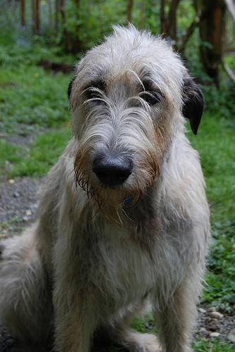 https://images.dog.ceo/breeds/wolfhound-irish/n02090721_2964.jpg