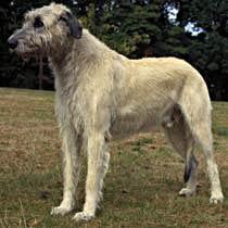 https://images.dog.ceo/breeds/wolfhound-irish/n02090721_3034.jpg